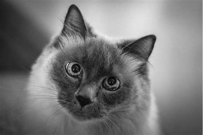 Are Balinese cats really hypoallergenic?