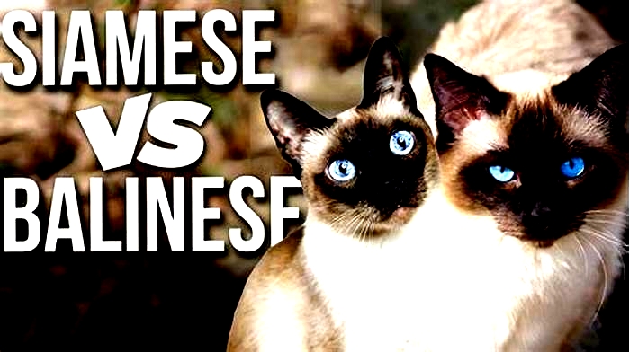 Are Siamese or Balinese better for allergies