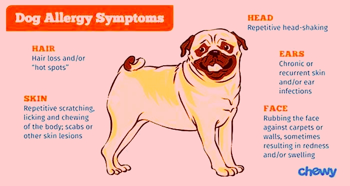 Are allergies painful for dogs