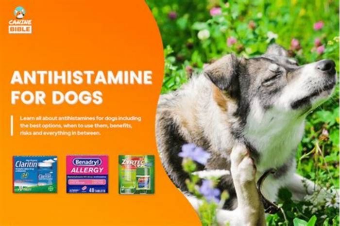 Are antihistamines safe for dogs?