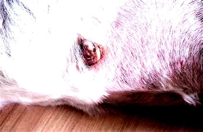 Are black moles on dogs cancerous?