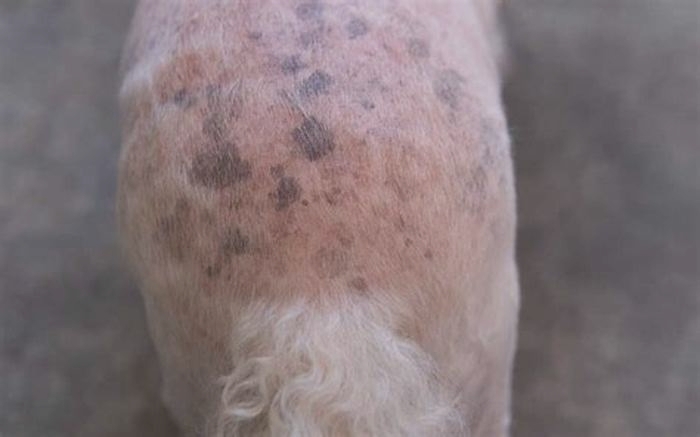 Are black spots on dogs skin normal