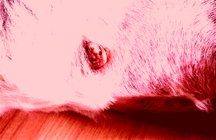 Are black warts on dogs cancerous