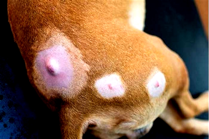 Are cancerous lumps on dogs hard or soft