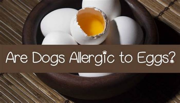 Are eggs bad for dog allergies?