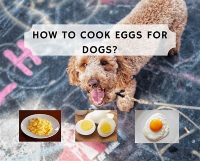 Are eggs good for dogs with allergies