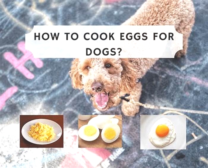 Are eggs good for itchy dogs?