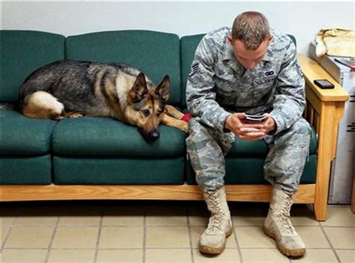 Are military dogs traumatized?