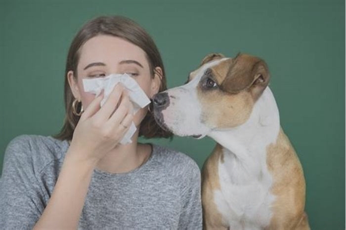 Can I build immunity to dog allergies?