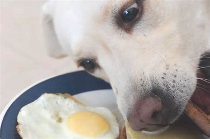 Can I feed my dog an egg every day?