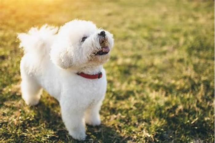 Can I get a hypoallergenic dog if I'm allergic?