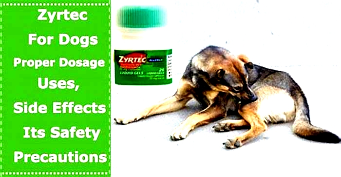 Can I give my dog 2 cetirizine?