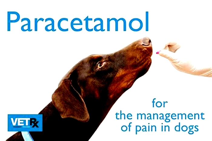 Can I give my dog paracetamol