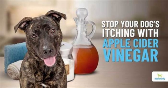 Can I spray apple cider vinegar on my dog everyday