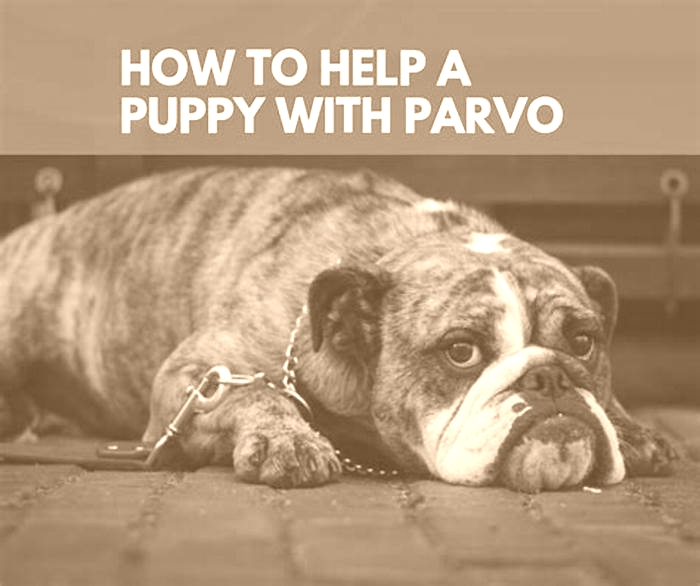 Can I touch my dog with parvo?