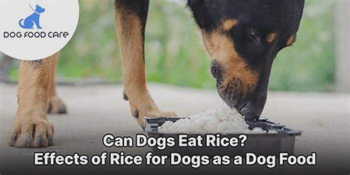 Can Rice cause itching in dogs?