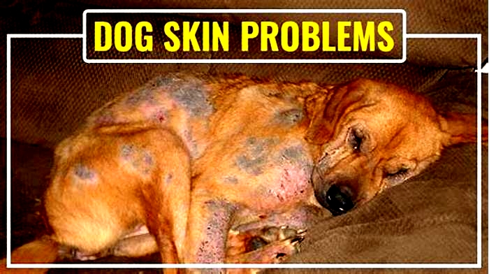 Can Rice cause skin problems in dogs