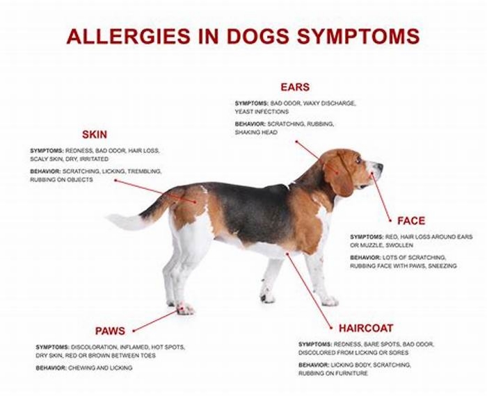 Can a dog allergy go away?