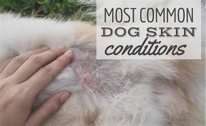 Can a dog give you a skin rash