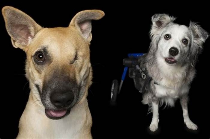 Can a dog have a mental disability?