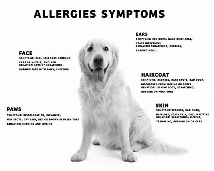 Can a dog's allergic reaction go away on its own?