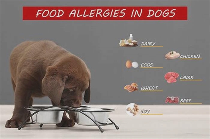 Can a dog suddenly become allergic to his food?