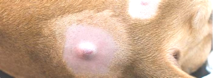 Can bumps on dogs go away?