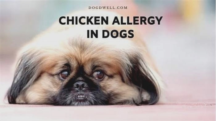 Can chicken allergy cause coughing in dogs