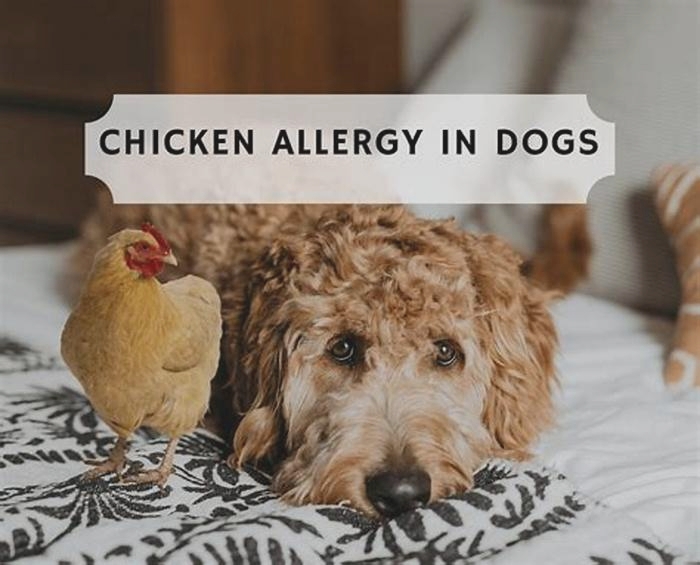 Can chicken cause allergies in dogs?