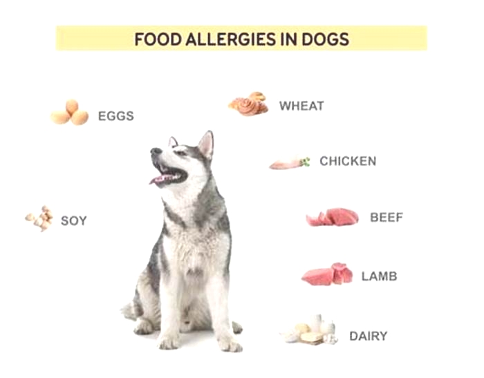 Can chicken fat in dog food cause allergies