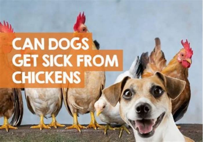 Can chicken make dogs sick