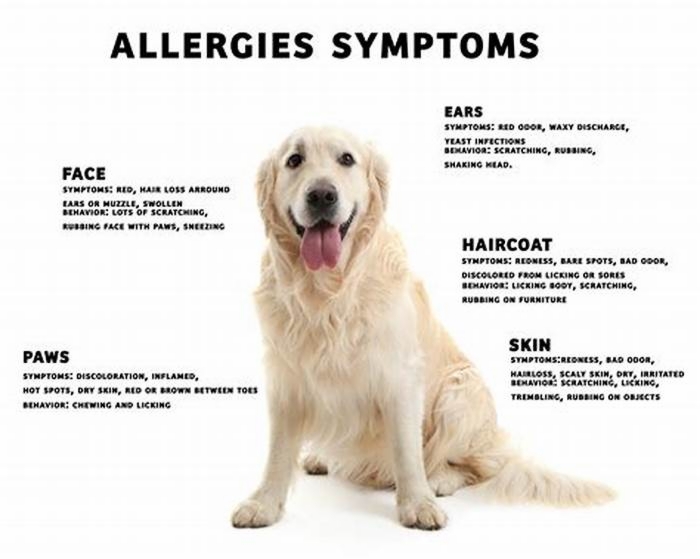 Can dog allergies go away