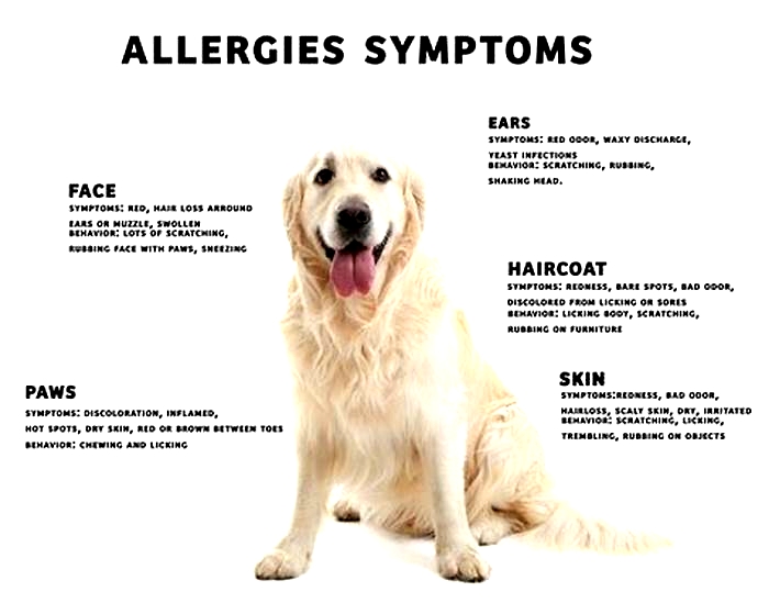 Can dog allergies improve over time