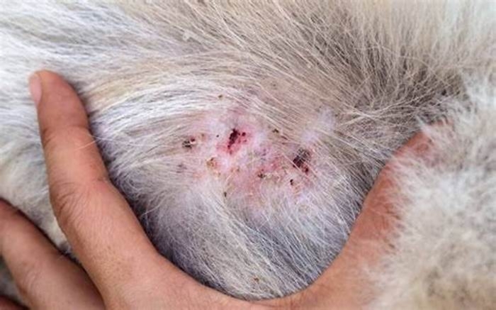 Can dog fur cause itchy bumps?