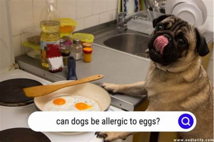 Can dogs be allergic to cooked eggs