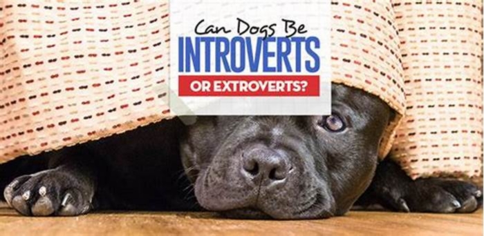 Can dogs be introvert or extrovert