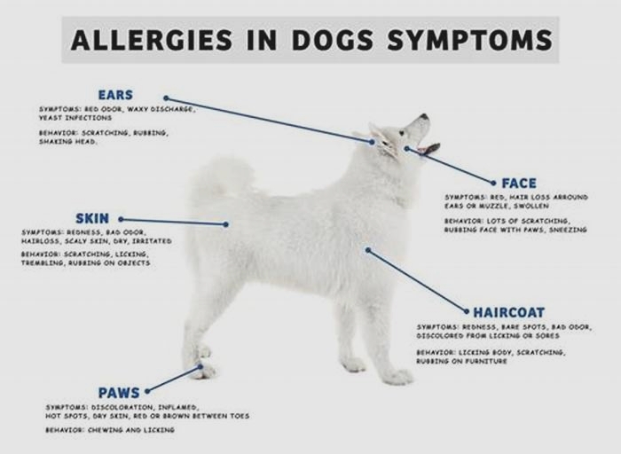 Can dogs cry from allergies?