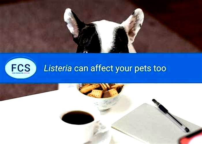 Can dogs get Listeria?