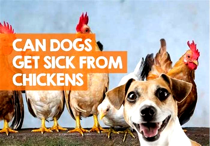 Can dogs get chicken poisoning