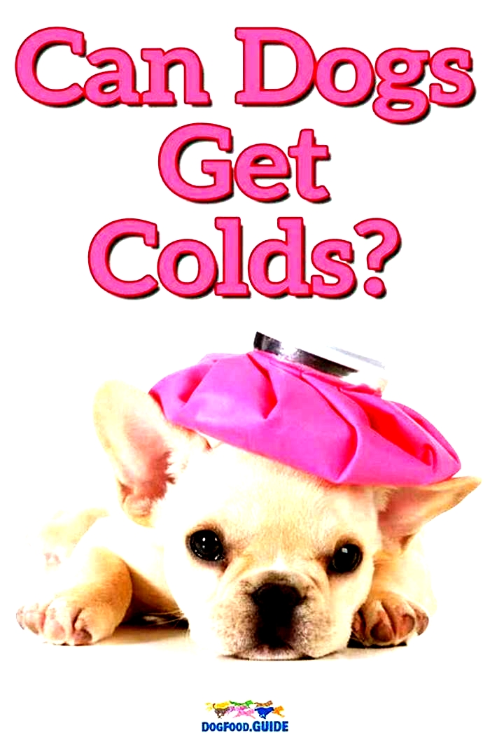 Can dogs get colds