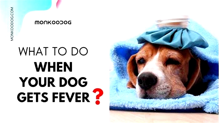 Can dogs get fevers?