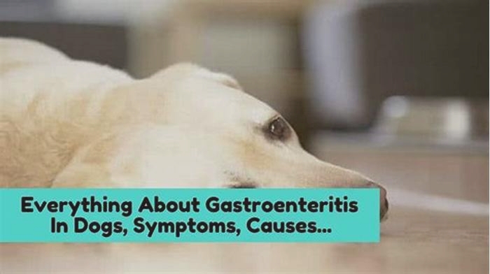 Can dogs get gastro?