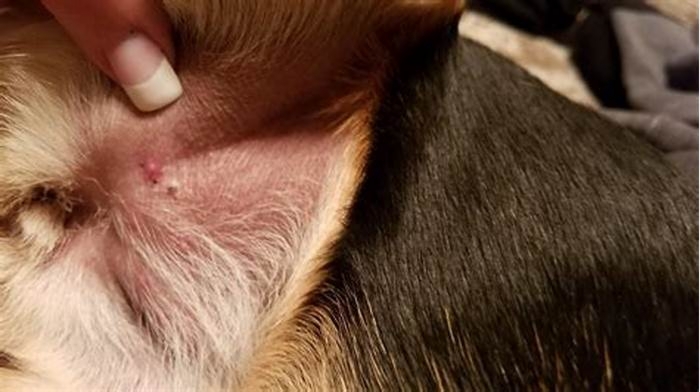 Can dogs get pimples on belly?