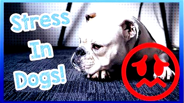 Can dogs get stress bumps?