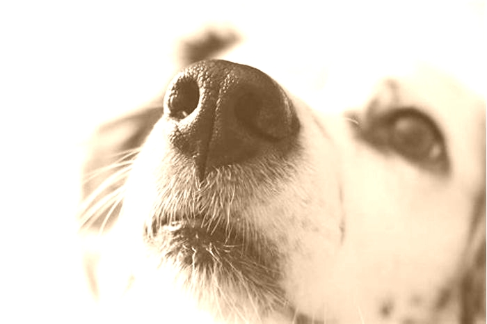 Can dogs get stuffy noses?