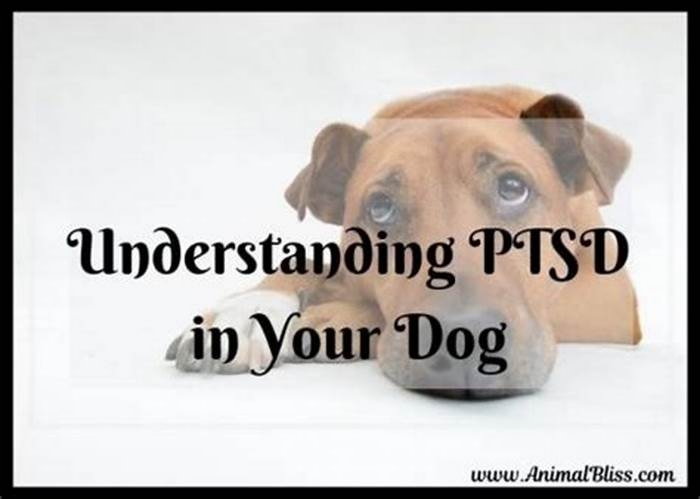 Can dogs have PTSD