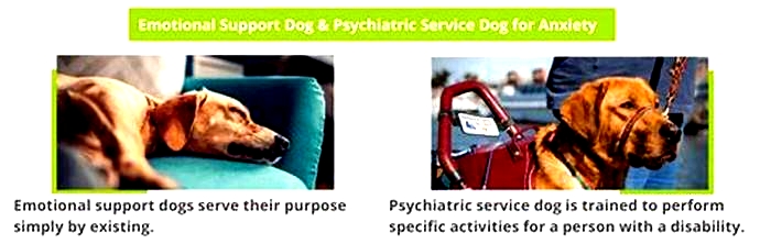 Can dogs have psychosis