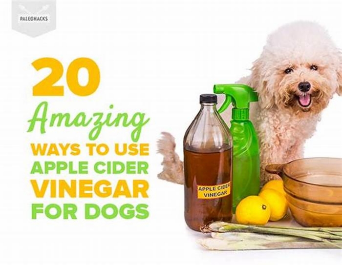 Can dogs lick apple cider vinegar