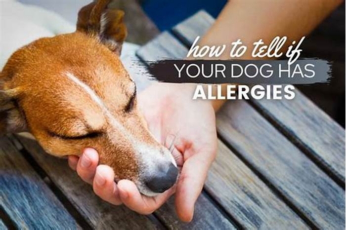 Can dogs sense allergies?