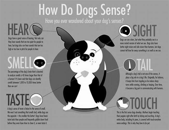 Can dogs sense psychosis